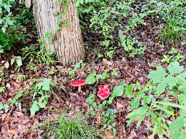 LINE_ALBUM_ファミキャン_220812_15