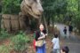 DINO　ADVENTURE@大高緑地公園(名古屋)　上陸してきました!!